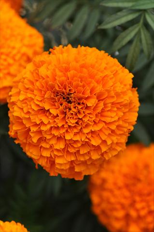 Photo de variété de fleurs à utiliser comme: Plante à massif, pot ou Suspension Tagetes erecta African Garland Orange