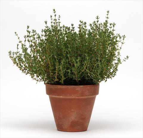 Photo de variété de fleurs à utiliser comme: Pot et Plante à massif Thymus vulgaris SimplyHerbs Thyme