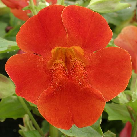 Photo de variété de fleurs à utiliser comme: Suspension / pot Mimulus x hybrida F.1 Maximus Red Shades