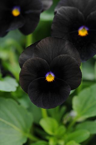 Photo de variété de fleurs à utiliser comme: Pot et Plante à massif Viola cornuta Sorbet™ Black Delight Improved