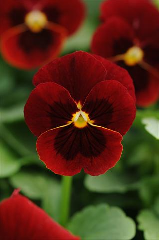 Photo de variété de fleurs à utiliser comme: Pot et Plante à massif Viola cornuta Sorbet™ Red Blotch