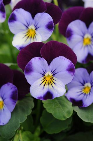Photo de variété de fleurs à utiliser comme: Pot et Plante à massif Viola cornuta Sorbet™ XP Denim Jump Up