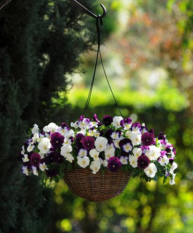 Photo de variété de fleurs à utiliser comme: Pot et Plante à massif Viola wittrockiana Cool Wave Berries 