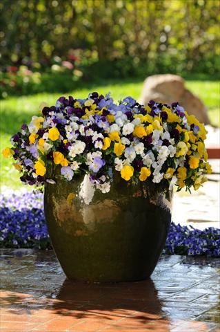 Photo de variété de fleurs à utiliser comme: Pot et Plante à massif Viola wittrockiana Cool Wave Pastel Mixture