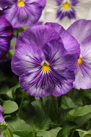 Photo de variété de fleurs à utiliser comme: Pot et Plante à massif Viola wittrockiana Matrix Lavender Shades