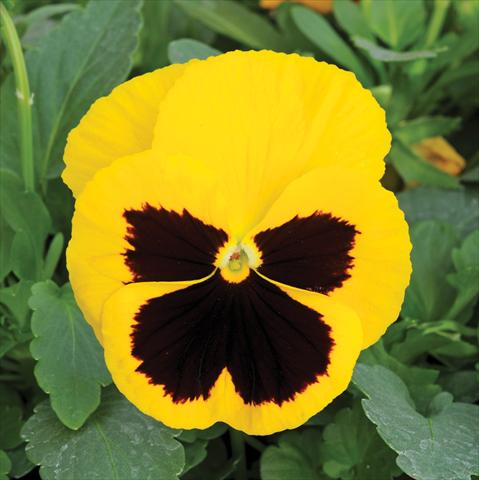 Photo de variété de fleurs à utiliser comme: Pot et Plante à massif Viola wittrockiana Matrix Yellow Blotch Improved