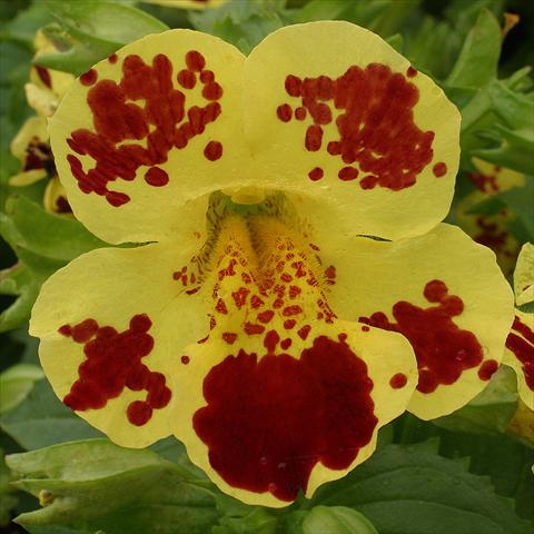Photo de variété de fleurs à utiliser comme: Suspension / pot Mimulus x hybrida F.1 Maximus Yellow Blotch
