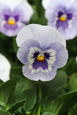 Photo de variété de fleurs à utiliser comme: Pot et Plante à massif Viola wittrockiana Panola XP Marina Improved
