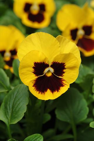 Photo de variété de fleurs à utiliser comme: Pot et Plante à massif Viola wittrockiana Panola XP Yellow Blotch Improved