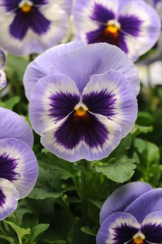 Photo de variété de fleurs à utiliser comme: Pot et Plante à massif Viola wittrockiana Spring Matrix Blue Wing