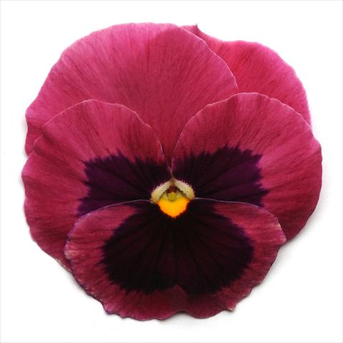 Photo de variété de fleurs à utiliser comme: Pot et Plante à massif Viola wittrockiana Spring Matrix Rose Blotch