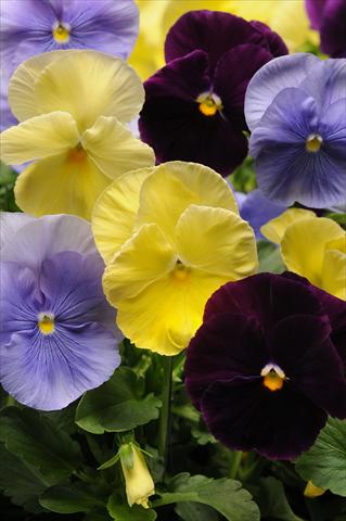 Photo de variété de fleurs à utiliser comme: Pot et Plante à massif Viola wittrockiana Spring Matrix Tricolour Mixture