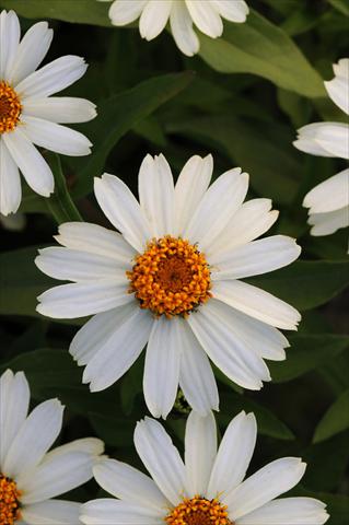Photo de variété de fleurs à utiliser comme: Plante à massif/ plante de bordure Zinnia marylandica Zahara White Improved