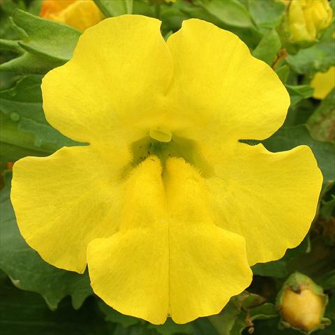 Photo de variété de fleurs à utiliser comme: Suspension / pot Mimulus x hybrida F.1 Maximus Yellow