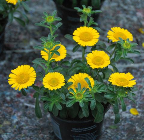 Photo de variété de fleurs à utiliser comme: Pot et Plante à massif Asteriscus maritimus Asteriscus maritimus