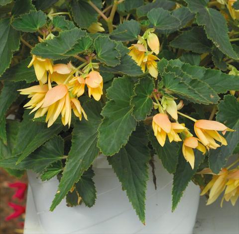 Photo de variété de fleurs à utiliser comme: Plante à massif, pot ou Suspension Begonia boliviensis Crackling Fire® Light Yellow