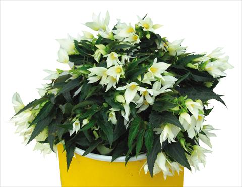 Photo de variété de fleurs à utiliser comme: Plante à massif, pot ou Suspension Begonia boliviensis Crackling Fire® White