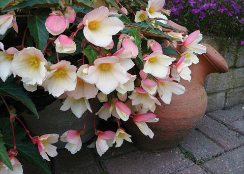 Photo de variété de fleurs à utiliser comme: Plante à massif, pot ou Suspension Begonia boliviensis Sparkler® White Blush