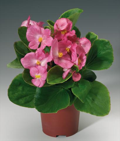 Photo de variété de fleurs à utiliser comme: Pot et Plante à massif Begonia semperflorens Volumia Pink