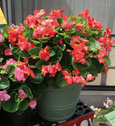 Photo de variété de fleurs à utiliser comme: Pot et Plante à massif Begonia semperflorens Volumia Scarlet