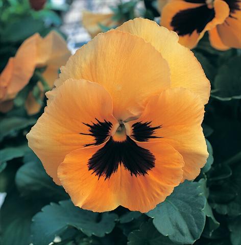 Photo de variété de fleurs à utiliser comme: Pot, Plante à massif, patio Viola wittrockiana Magnum Orange Blotch