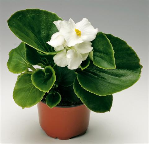 Photo de variété de fleurs à utiliser comme: Pot et Plante à massif Begonia semperflorens Volumia White