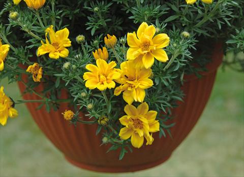 Photo de variété de fleurs à utiliser comme: Pot, Plante à massif, patio, Suspension Bidens ferulifolia Rockstar PW