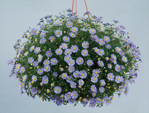 Photo de variété de fleurs à utiliser comme: Pot et Plante à massif Brachyscome blu