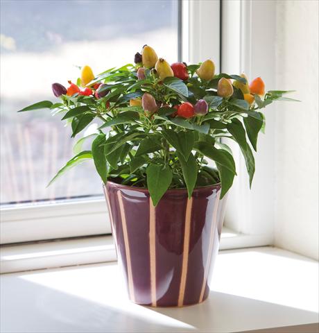 Photo de variété de fleurs à utiliser comme: Pot et Plante à massif Capsicum annuum Harlequin