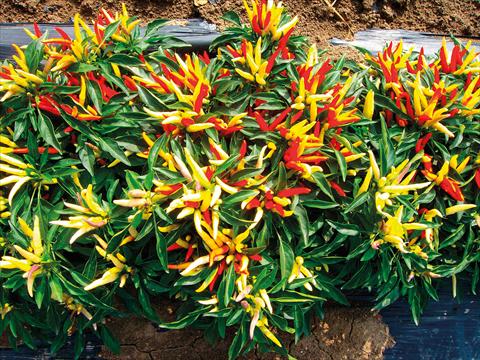Photo de variété de fleurs à utiliser comme: Pot et Plante à massif Capsicum annuum lingua di fuoco