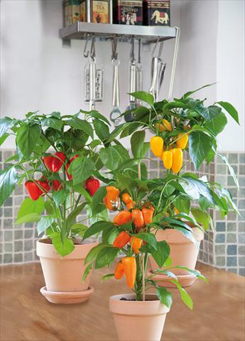 Photo de variété de fleurs à utiliser comme: Pot et Plante à massif Capsicum annuum Snack pepper mix