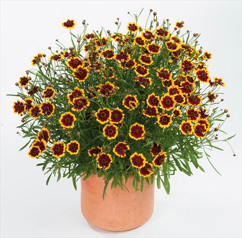 Photo de variété de fleurs à utiliser comme: Pot et Plante à massif Coreopsis auriculata f. nana Highland Blast