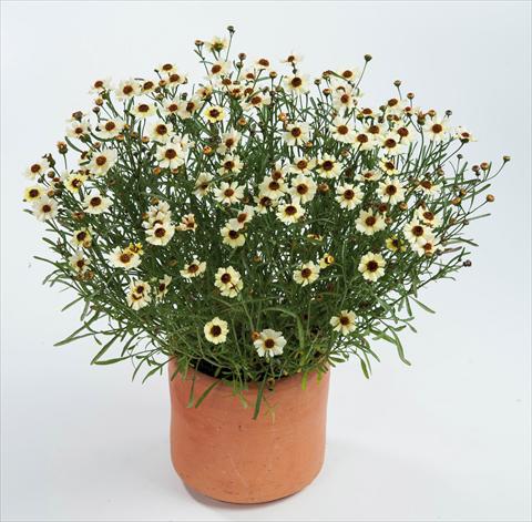 Photo de variété de fleurs à utiliser comme: Pot et Plante à massif Coreopsis auriculata f. nana Highland Honey