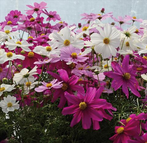 Photo de variété de fleurs à utiliser comme: Pot et Plante à massif Cosmos bipinnatus Mix