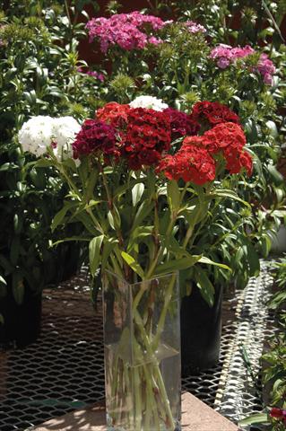 Photo de variété de fleurs à utiliser comme: Pot et Plante à massif Dianthus barbatus Sweet mix