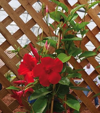 Photo de variété de fleurs à utiliser comme: Patio, pot Dipladenia Sundaville® Cosmos Carmine Red