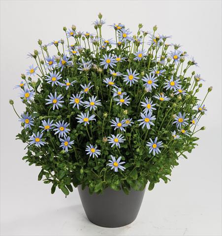 Photo de variété de fleurs à utiliser comme: Pot, Plante à massif, patio Felicia amelloides Felicity Sky Blu