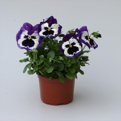 Photo de variété de fleurs à utiliser comme: Pot, Plante à massif, patio Viola wittrockiana Magnum Purple Bicolour