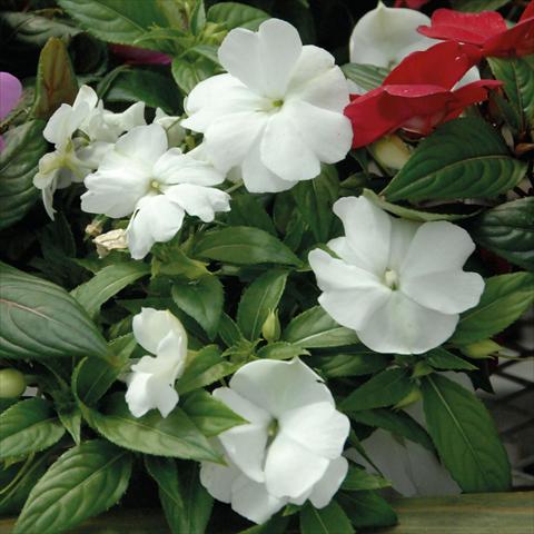 Photo de variété de fleurs à utiliser comme: Pot, Plante à massif, patio, Suspension Impatiens N. Guinea Divine White