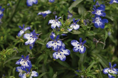 Photo de variété de fleurs à utiliser comme: Pot, Plante à massif, patio, Suspension Lobelia California Blu Point