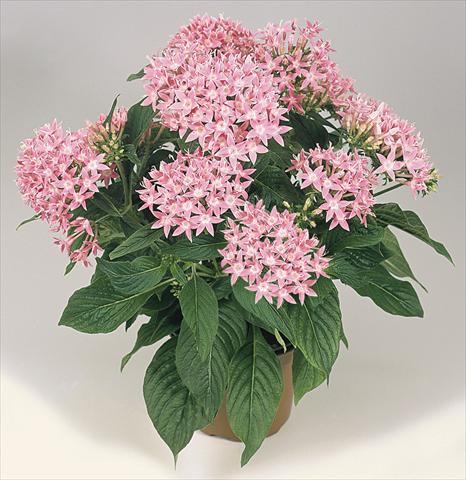 Photo de variété de fleurs à utiliser comme: Pot et Plante à massif Pentas lanceolata Graffiti Pink