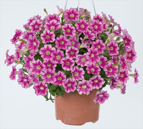 Photo de variété de fleurs à utiliser comme: Pot, Plante à massif, patio, Suspension Petunia x hybrida Marvel Beauty Cranberry