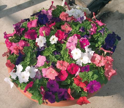 Photo de variété de fleurs à utiliser comme: Pot et Plante à massif Petunia multiflora Compatta XL Mix