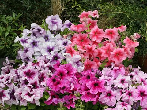 Photo de variété de fleurs à utiliser comme: Suspension / pot Petunia x hybrida Prism miscuglio