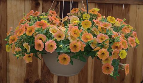 Photo de variété de fleurs à utiliser comme: Pot, Plante à massif, patio, Suspension Petunia pendula Cascadias® Indian Summer