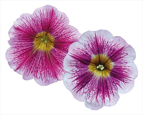 Photo de variété de fleurs à utiliser comme: Pot, Plante à massif, patio, Suspension Petunia pendula Great Beauty Mix
