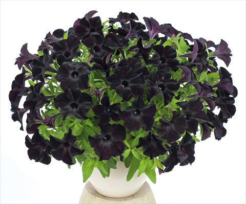 Photo de variété de fleurs à utiliser comme: Pot, Plante à massif, patio, Suspension Petunia pendula Ray Black
