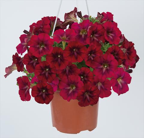 Photo de variété de fleurs à utiliser comme: Pot, Plante à massif, patio, Suspension Petunia pendula Ray Bordeaux