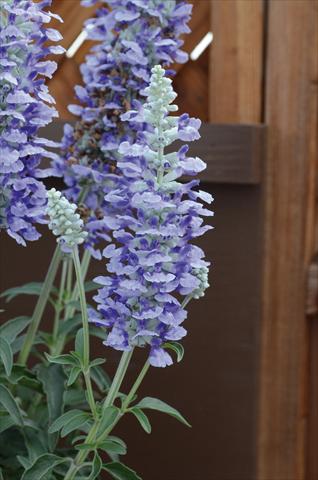 Photo de variété de fleurs à utiliser comme: Plante à massif/ plante de bordure Salvia farinacea Sallyfun Sky Blu