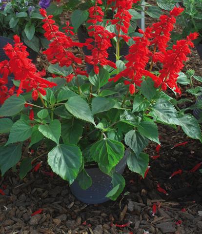 Photo de variété de fleurs à utiliser comme: Pot et Plante à massif Salvia splendens GoGo Scarlet PW